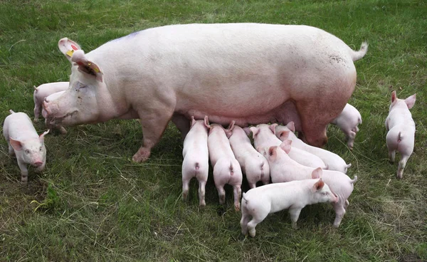 Piccoli maiali che allattano al seno primo piano nella scena rurale dell'allevamento animale — Foto Stock