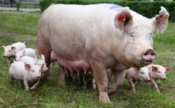 从肥沃的母猪哺乳仔猪 — 图库照片