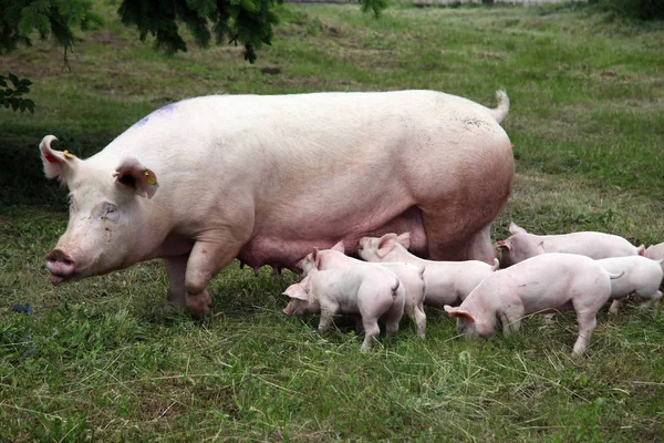 Piccoli maiali che mangiano latte da madre su prato — Foto Stock