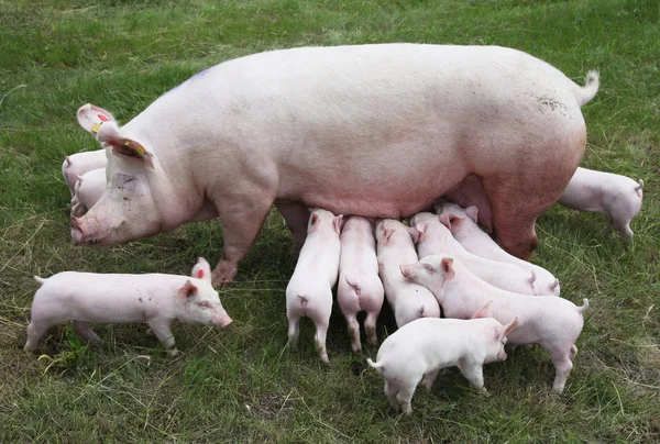 Suinetti che allattano da scrofa fertile su pascolo estivo — Foto Stock