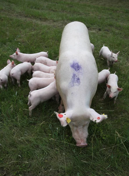 Piglets are eating milk in the mother breast — Stock Photo, Image