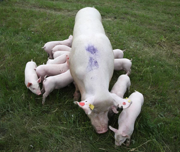 Piglets are eating milk in the mother breast — Stock Photo, Image
