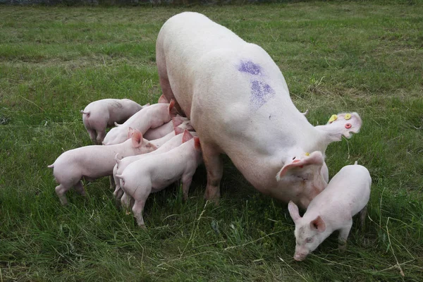 Photo from above a sow and her newborn piglets — Stock Photo, Image