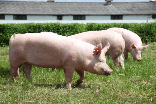 Sertések napsütésben zöld fű a farm közelében — Stock Fotó