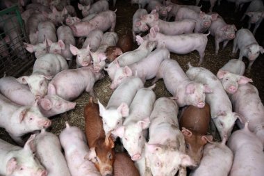 Kırsal hayvan çiftliğinde yaşayan genç hayvanlar domuz yavruları