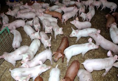 Kırsal hayvan çiftliğinde yaşayan genç hayvanlar domuz yavruları