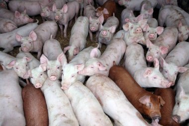 Kırsal hayvan çiftliğinde yaşayan genç hayvanlar domuz yavruları