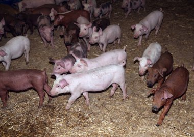 Kırsal hayvan çiftliğinde yaşayan genç hayvanlar domuz yavruları