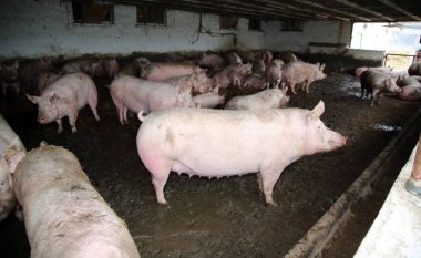 Hayvan çiftliğinde yukarıdan pembe renkli pregrant sows fotoğrafı 