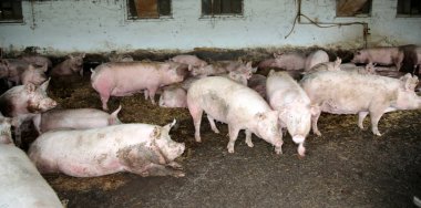 Hayvan çiftliğinde yukarıdan pembe renkli pregrant sows fotoğrafı 