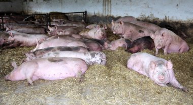 Hayvan çiftliğinde yukarıdan pembe renkli pregrant sows fotoğrafı 