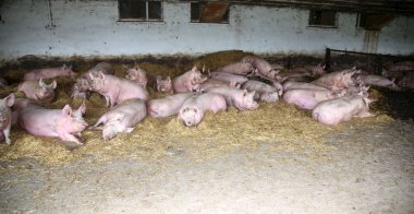 Hayvan çiftliğinde yukarıdan pembe renkli pregrant sows fotoğrafı 