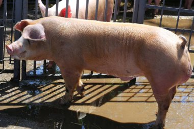 Pembe renkli genç domuz domuz yaz aylarında yan görünümü closeup
