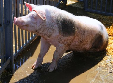 Sonra duş metal duvarları arkasında güneşlenme domuz domuz