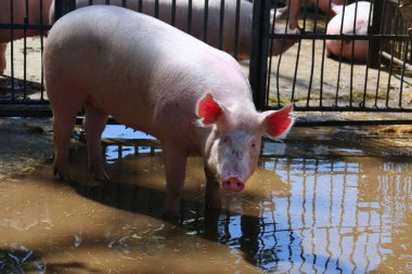 Domuz metal çitler arkasında duş sonra güneşlenme sows 