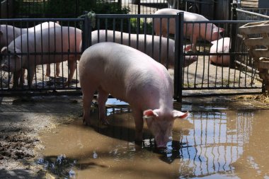 Kristal berraklığında yerli domuz demir çit sonra cilt arıyorsunuz 
