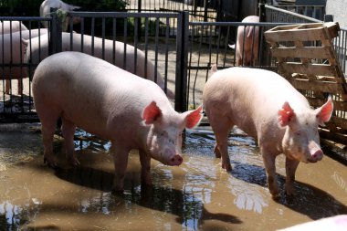 Kristal berraklığında yerli domuz demir çit üzerinde seyir 