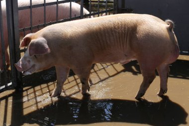 Kristal berraklığında yerli domuz demir çit sonra cilt arıyorsunuz 