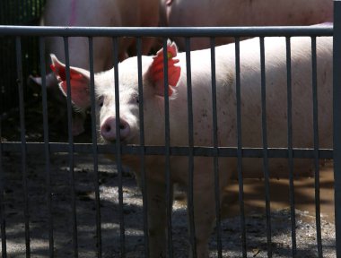 Domuz domuz portre icloseup yaz aylarında açık havada