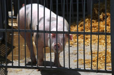 Domuz domuz portre yakın çekim demir çitin arkasında