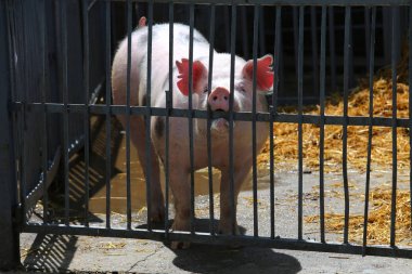Domuz domuz portre yakın çekim demir çitin arkasında