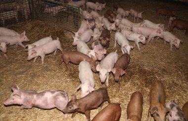 Hayvan ıslahı. Grup içinde çiftlik avlusu yenidoğan domuz yavruları