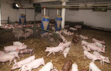 Kırsal hayvan çiftliği ahırda büyümek domuz yavruları