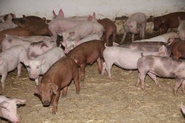 Kırsal hayvan çiftliği ahırda büyümek domuz yavruları