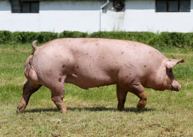 Güçlü iç domuz mera üzerinde çalıştırmak