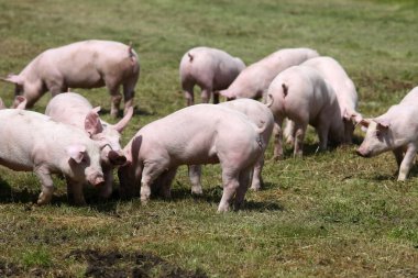 Domuz yavruları çiftlik. Küçük domuzcuklar ev. Sevimli evcil hayvan