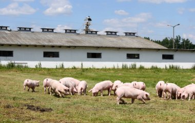 Domuzcukları birlikte hayvan çiftliği yaz üzerinde otlatmak