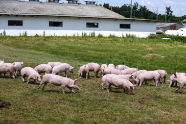 Domuz yavruları çiftlik. Küçük domuzcuklar ev. Sevimli evcil hayvan