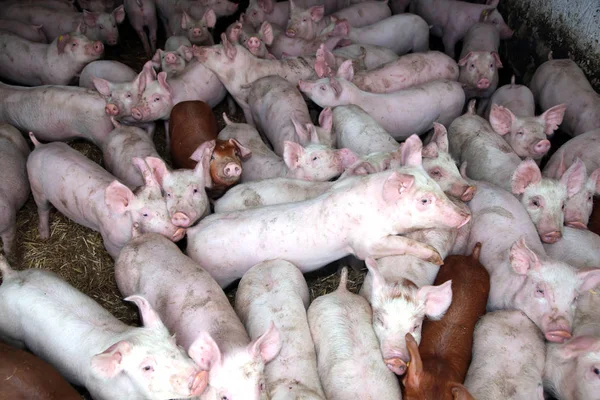 Kırsal hayvan çiftliğinde yaşayan genç hayvanlar domuz yavruları — Stok fotoğraf
