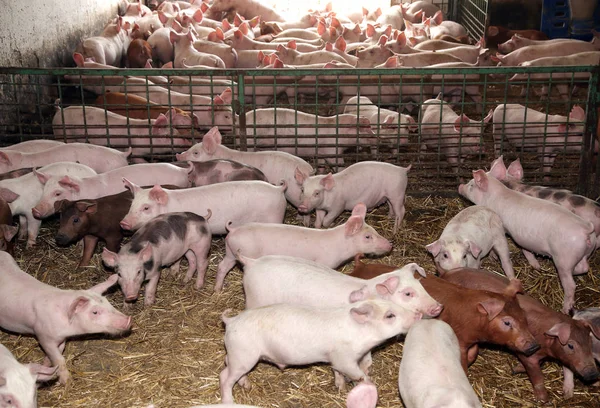 生活在农村动物农场的幼小动物小猪 — 图库照片