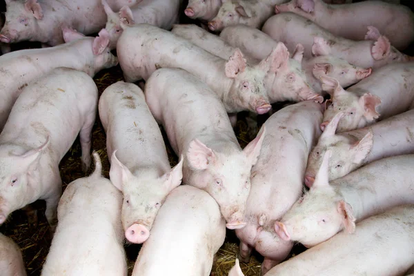 Kırsal hayvan çiftliğinde yaşayan genç hayvanlar domuz yavruları — Stok fotoğraf