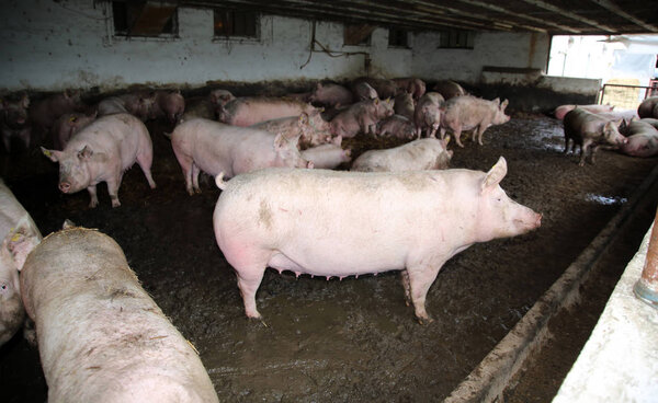 Фото розовых цветных свиноматок сверху на животноводческой ферме
 