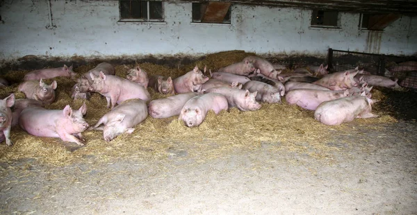 在动物农场的粉红色预母猪的照片 — 图库照片