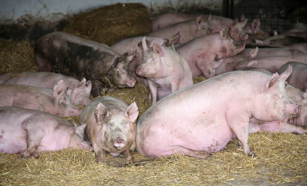 Photo of pink colored pregrant sows from above at animal farm