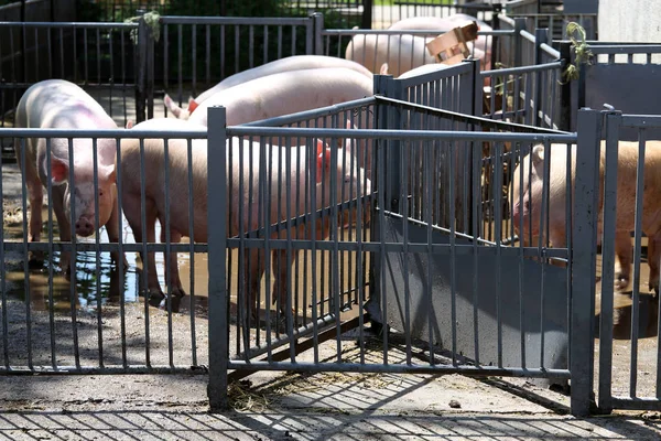 Picture of domestic pigs behind iron cage at a farm