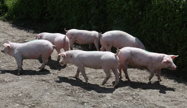 Ganadería en el patio escena rural verano al aire libre — Foto de Stock