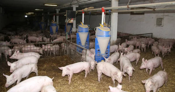 가축 사육입니다. 농장 구내에서 신생아 piglets의 그룹 — 스톡 사진
