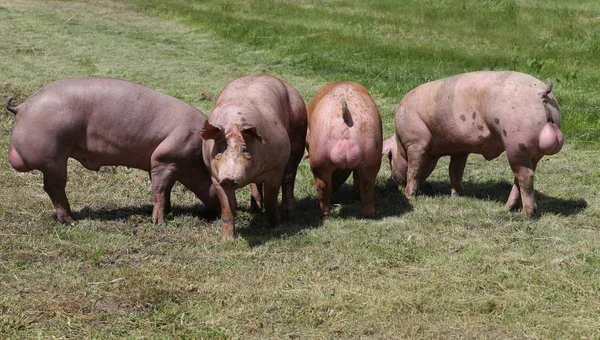 Healthy young pigs graze together on farm — Stock Photo, Image