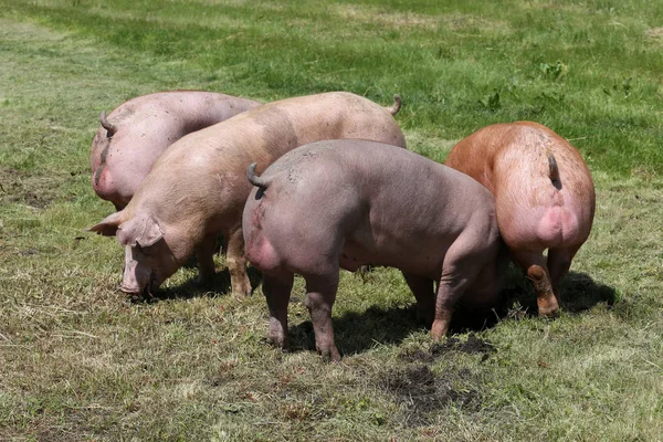 Young healthy pigs living at animal farm rural scene in natural