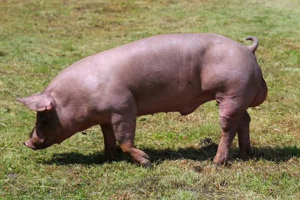 美しいきれいな国内の豚の写真 — ストック写真