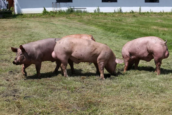 Los lechones corren a través del prado en la granja de animales entorno natural —  Fotos de Stock