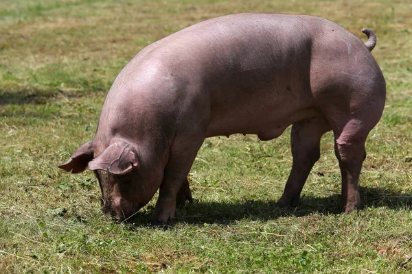 豚の放牧だけで、夏の牧草地 — ストック写真