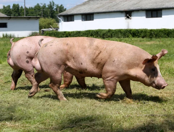 Здорові молоді свині збираються разом на фермі — стокове фото