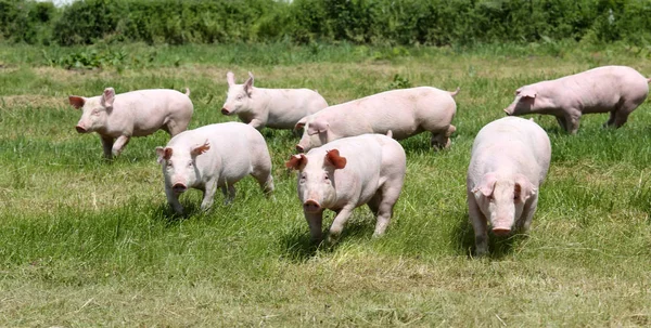 Jóvenes cerdos sanos que viven en la granja de animales escena rural en natural —  Fotos de Stock