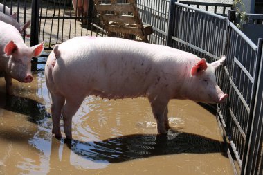 Headshot yakın çekim genç domuz domuz hayvan çiftliği yaz 