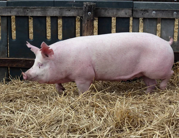 Mighty sow runs on fresh hay in the piggery